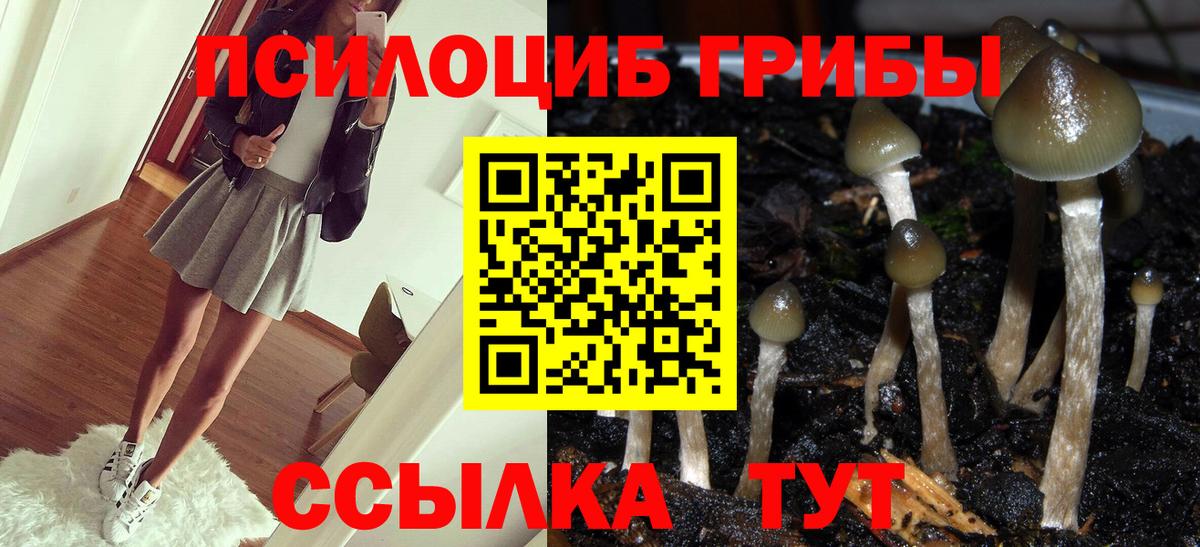 Галлюциногенные грибы Psilocybe Мариинск